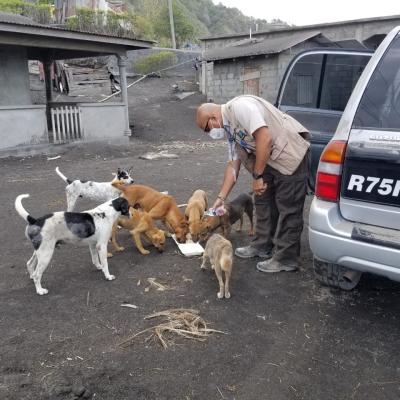 Captain Robert Harewood Of The Cost Team Feedings Dogs In A Volcano Ravaged Area In Svg